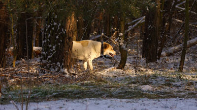 Hundebetreuung Friedrichshain 1